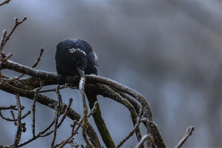 Carrion crow in the frost